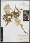 Foto von Salix alba subsp. micans (Andersson) Rech. f.